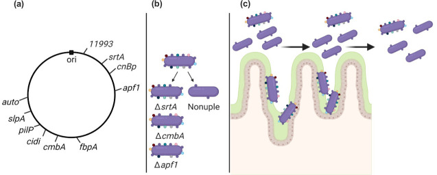 research – van Pijkeren laboratory – UW–Madison